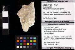 Foto (Objket + Etiketten) von Cyclothyreus sp. 